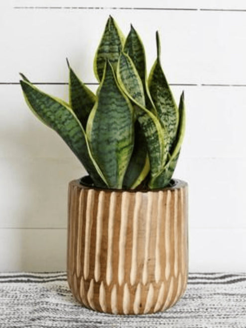Planters/Vases