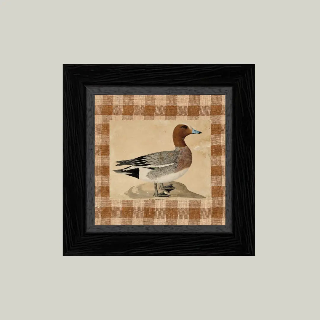 Eurasian Wigeon