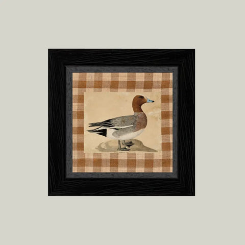 Eurasian Wigeon