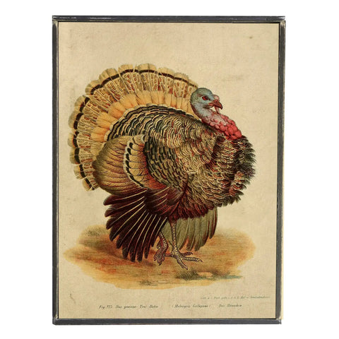 Vintage Turkey Print