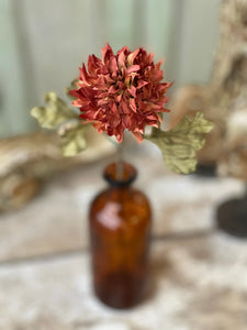 Picadilly Mum Pick R