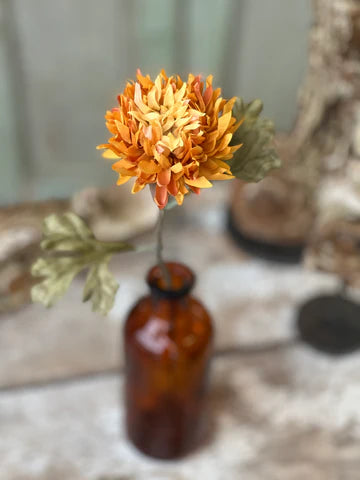 Picadilly Mum Pick R