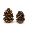Tabletop Pinecone
