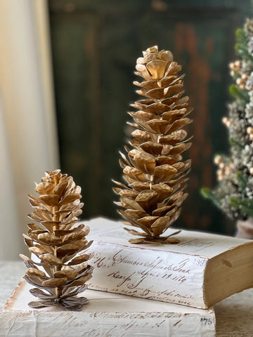 Epaulette Pinecone