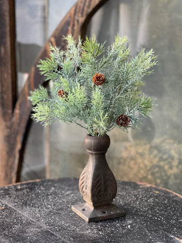 Stellar Cypress Bush