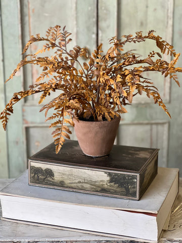 Autumnal Fern Potted
