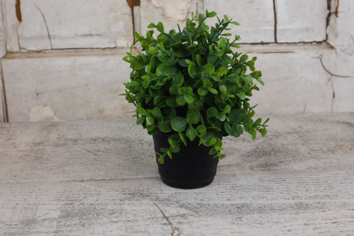 Eucalyptus Pot
