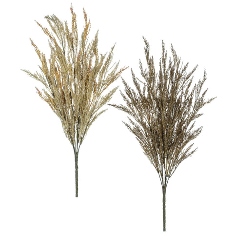 Wheat Grass Plant