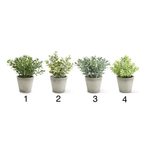 Herbs in Gray Pots