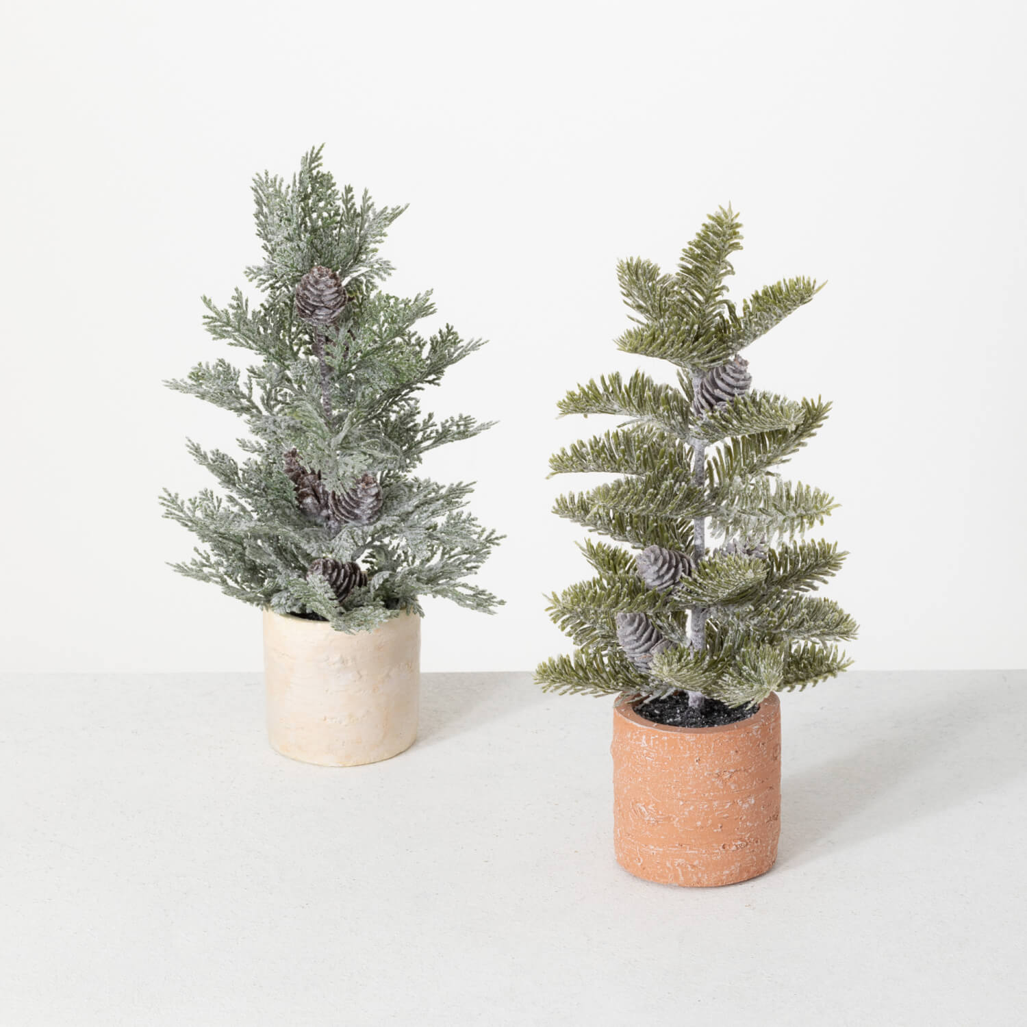 Pine Tree Potted